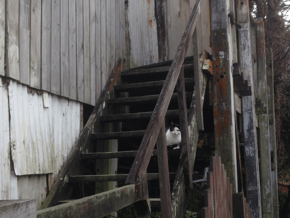 Screen Shot 2019-04-01 at 12.03.58 AM