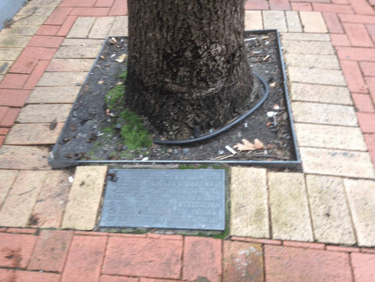 Plimmer’s Steps – Wellington Steps