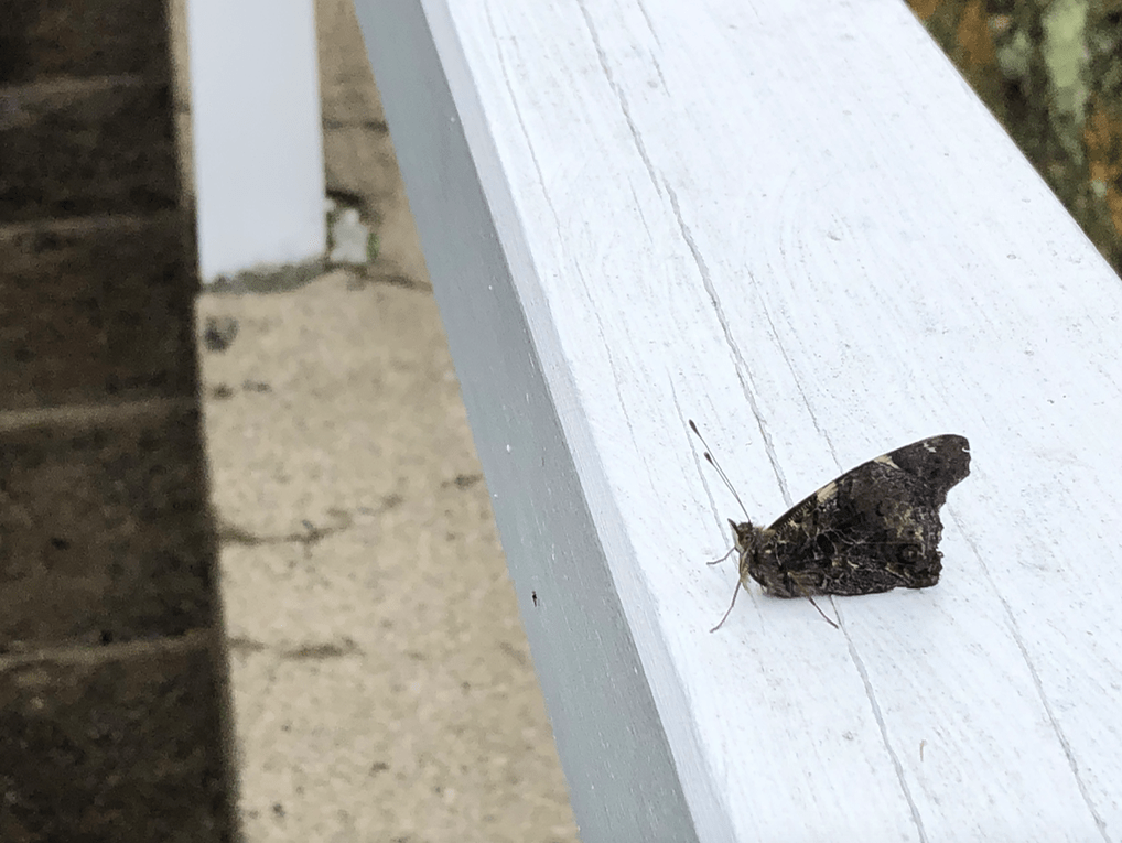 Screen Shot 2019-04-27 at 11.00.10 PM