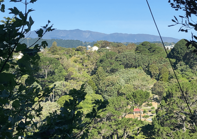 Screen Shot 2019-05-20 at 12.51.58 PM