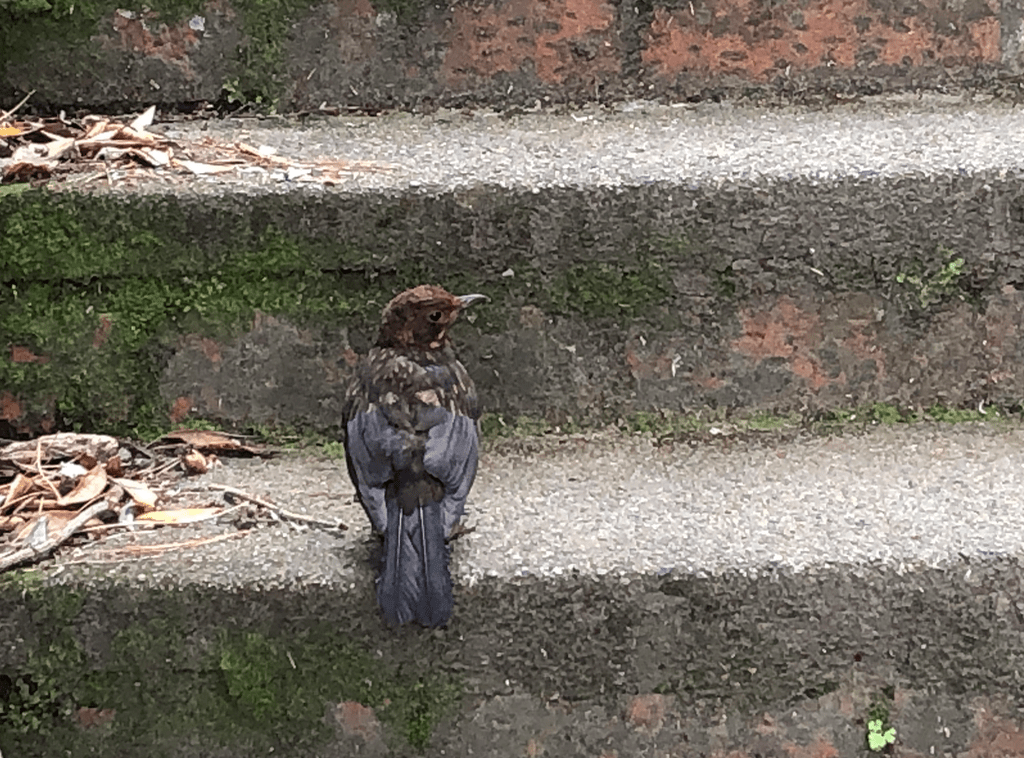 Screen Shot 2019-03-31 at 1.05.47 PM