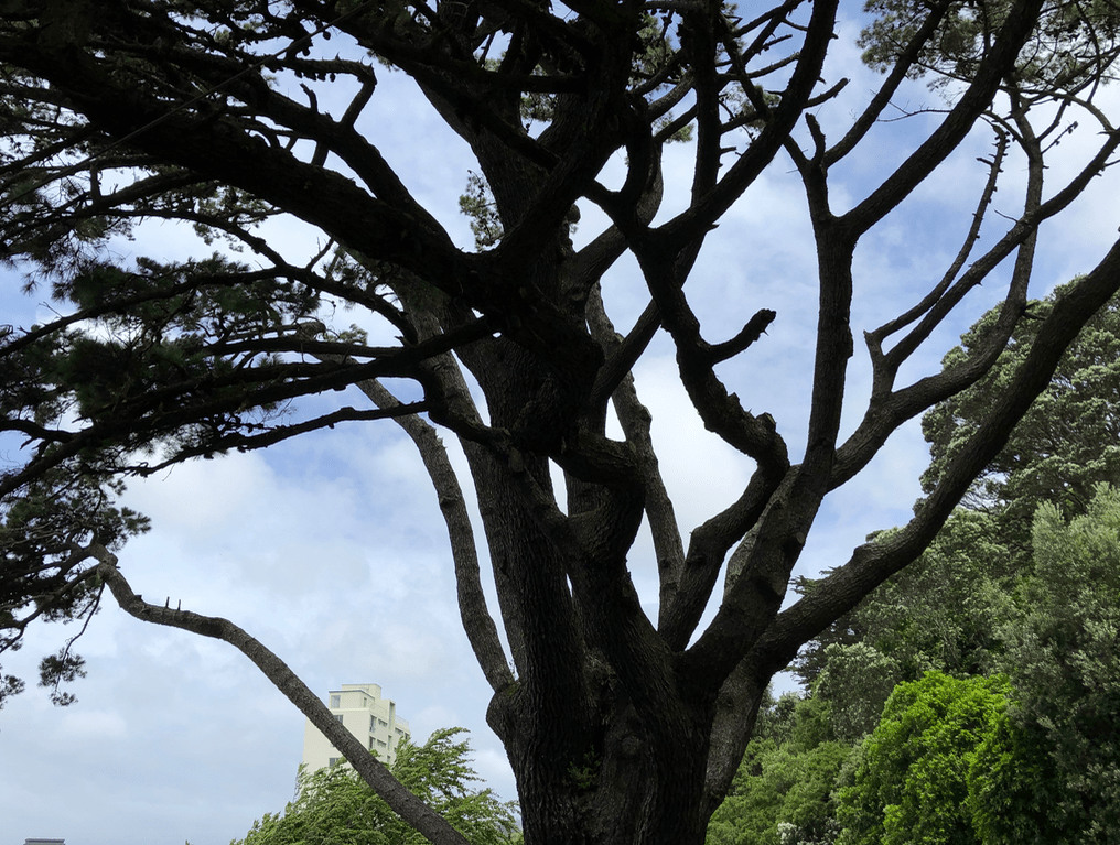 Screen Shot 2019-03-31 at 1.06.39 PM