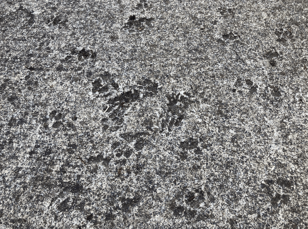 Screen Shot 2019-05-11 at 5.26.30 PM