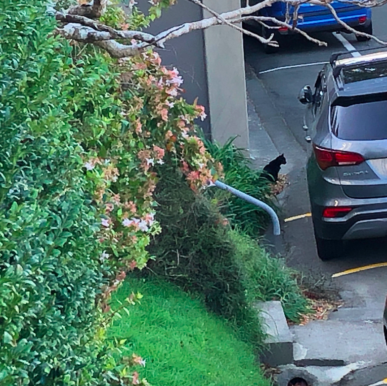 Screen Shot 2019-05-12 at 8.51.20 PM