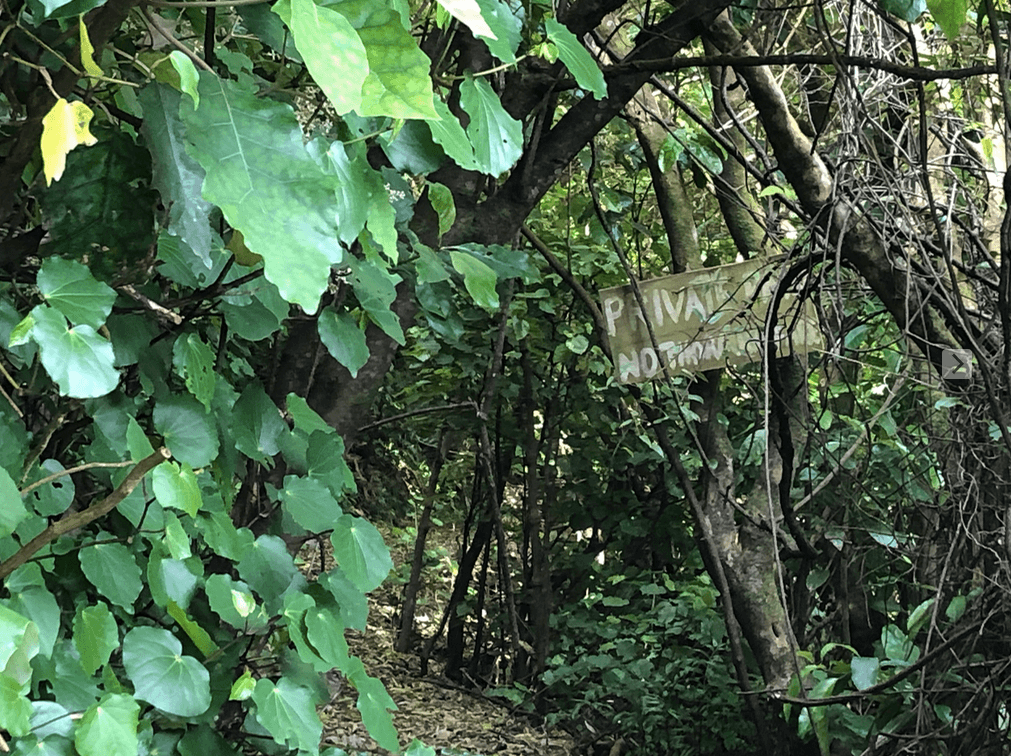 Screen Shot 2019-11-22 at 12.51.07 PM