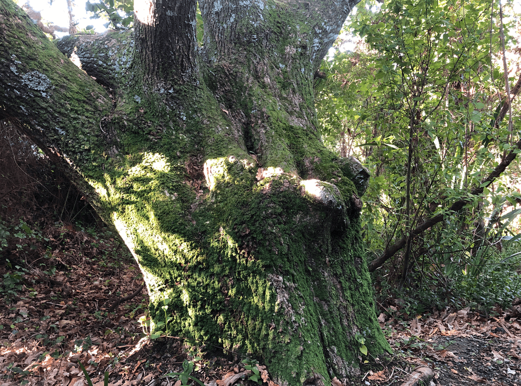 Screen Shot 2020-05-11 at 1.34.29 AM