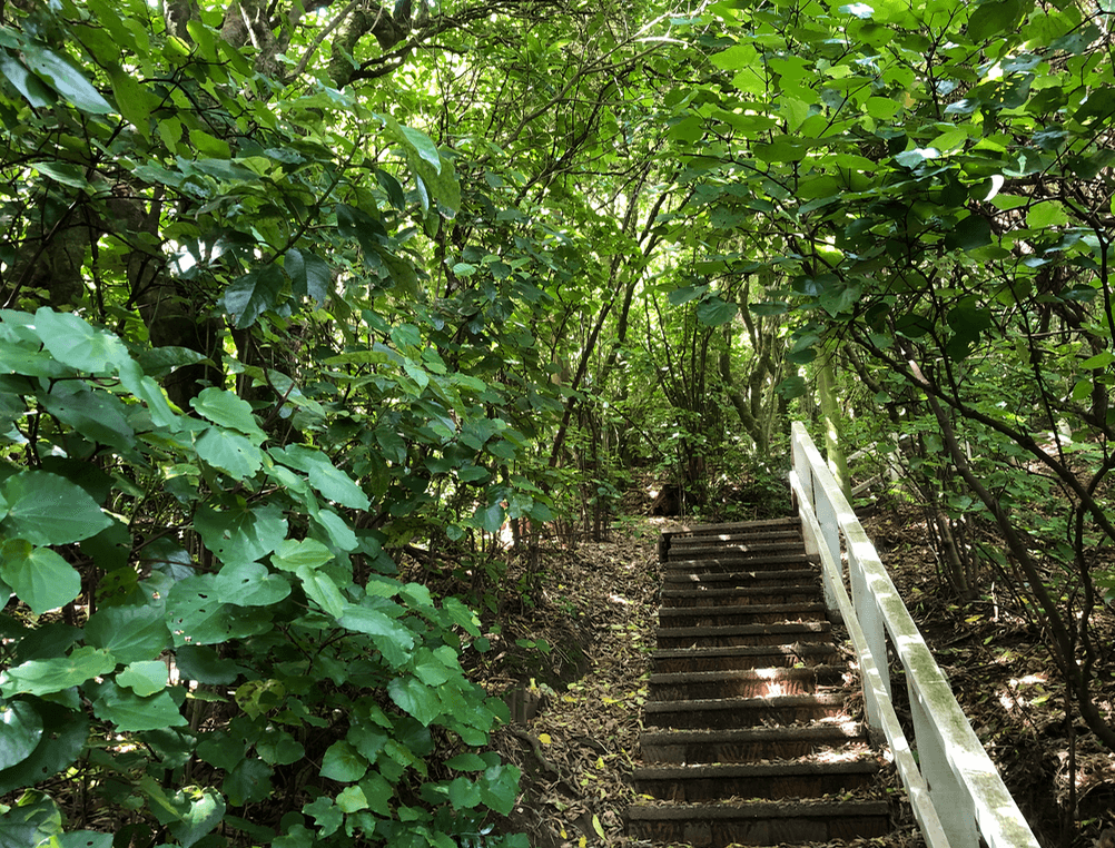 Screen Shot 2019-11-22 at 12.50.26 PM