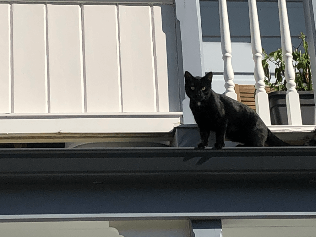 Screen Shot 2020-05-12 at 2.50.40 PM