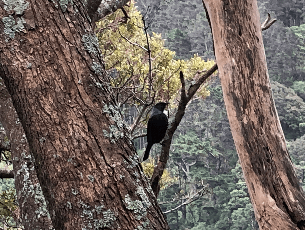 Screen Shot 2020-07-16 at 12.50.55 PM