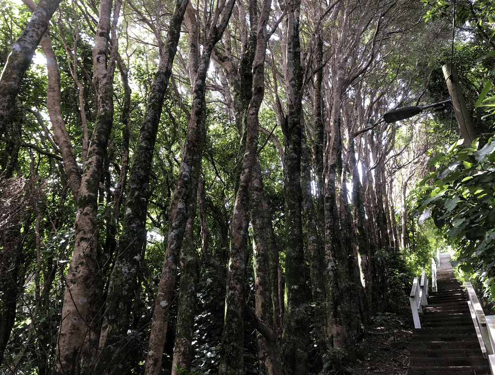 Screen Shot 2019-11-22 at 12.51.40 PM